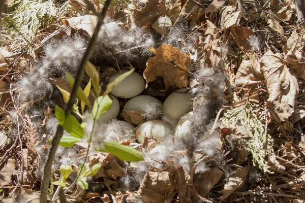 The mallard duck nest with eggs