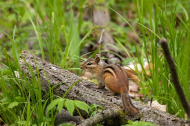 Parktaki doğu sincabı (Tamias striatus).