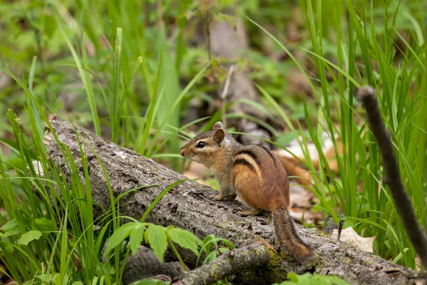 Eastern Chipmunk Tamias Striatus Park — Stock Photo, Image