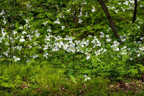 의원산지는 북아메리카 동부에 삼엽충 Trillium Grandiflorum — 스톡 사진