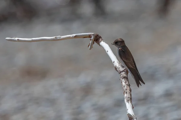 The sand martin (Riparia riparia). In  Europe sand martin, bank swallow, and collared sand martin in India