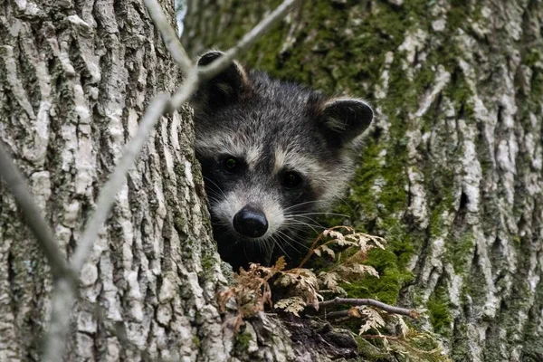 Mapache Procyon Lotor Escondido Árbol — Foto de Stock