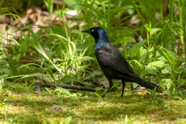 Yavrular için yiyecek arayan sıradan grackle (Quiscalus quiscula)