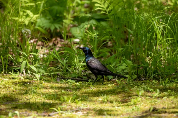 Grackle Comum Quiscalus Quiscula Procura Comida Para Jovens — Fotografia de Stock