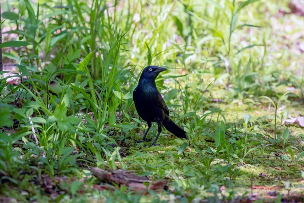 Common Grackle Quiscalus Quiscula Looking Food Youngs — Stock Photo, Image