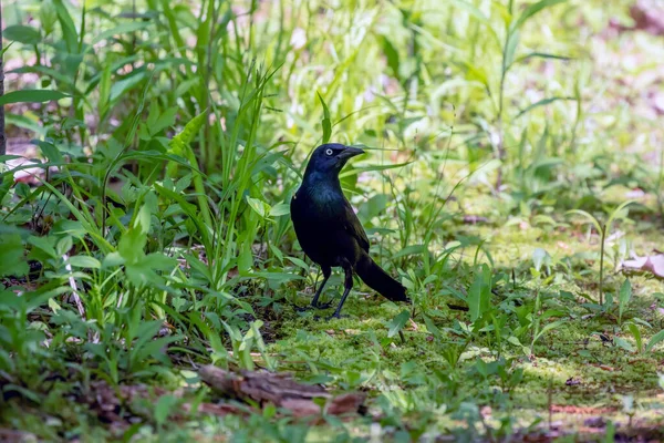 Grackle Común Quiscalus Quiscula Busca Comida Para Los Jóvenes —  Fotos de Stock