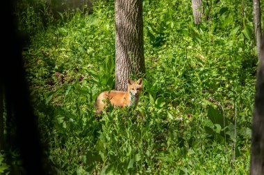 Kırmızı tilki (Vulpes vulpes), yuvanın yanında küçük, genç tilki.