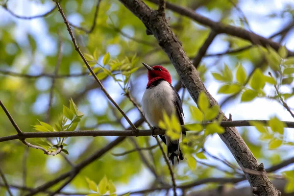 Roodkopspecht Vogels Het Voorjaar Het Park Tijdens Het Broeden — Stockfoto