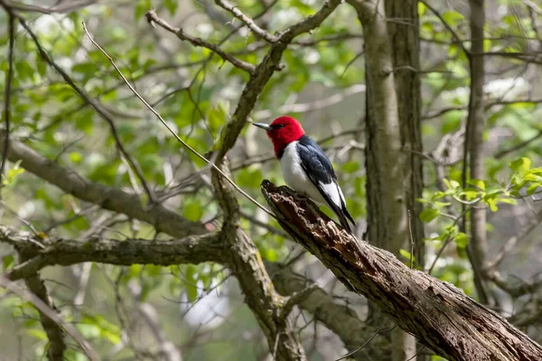 Pájaro Carpintero Pelirrojo Aves Primavera Parque Durante Anidamiento — Foto de Stock