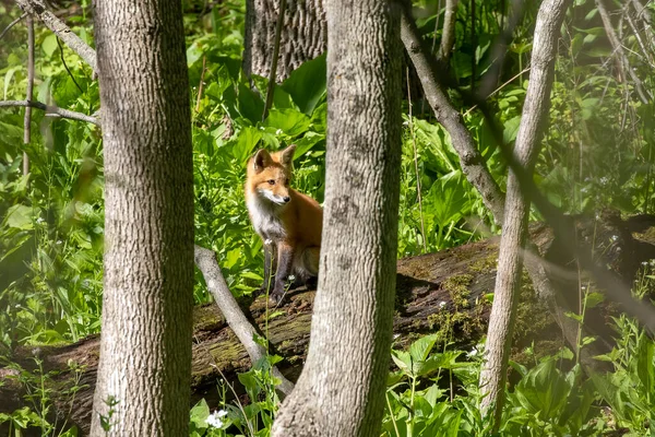 Der Rotfuchs Vulpes Vulpes Kleiner Junger Fuchs Der Nähe Der — Stockfoto