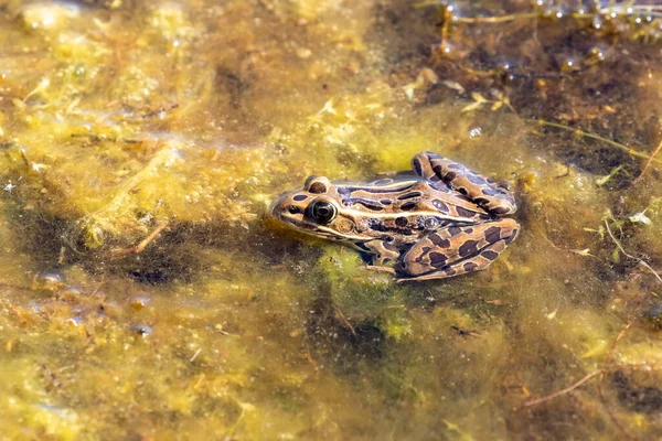 개구리는 북아메리카 동물이다 미네소타 버몬트 양서류이다 — 스톡 사진