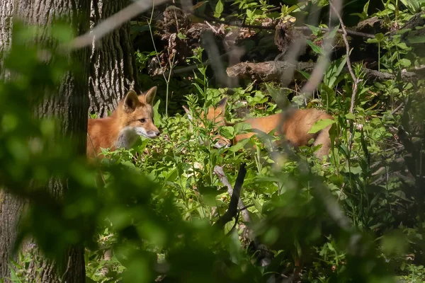 Červená Liška Vulpes Vulpes Malá Mladá Liška Poblíž Doupěte — Stock fotografie