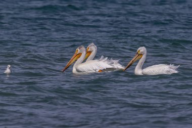 Michigan gölündeki Beyaz Amerikan pelikanları