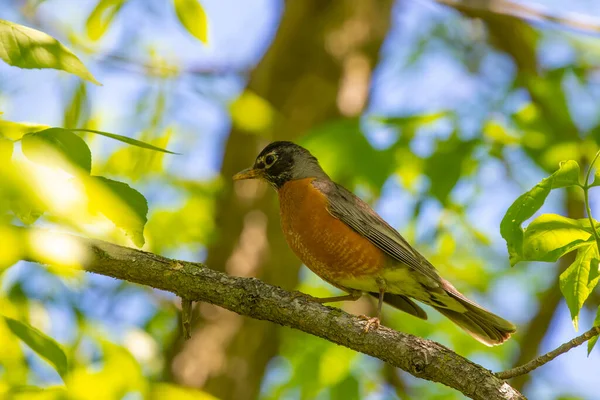 Den Amerikanska Robin Turdus Migratorius Vandrande Sångfågel Statsfågel Connecticut Michigan — Stockfoto