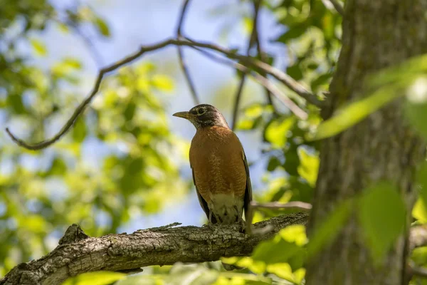 Robin Americano Turdus Migratorius Uma Ave Migratória Estado Connecticut Michigan — Fotografia de Stock