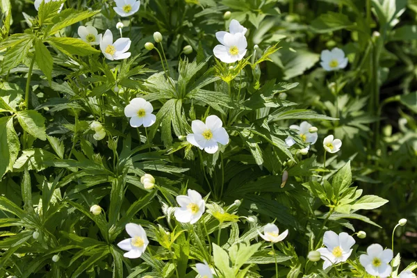 Anemone (Anemone quinquefolia), Amerika Birleşik Devletleri 'nin Anemon çiçeğidir..