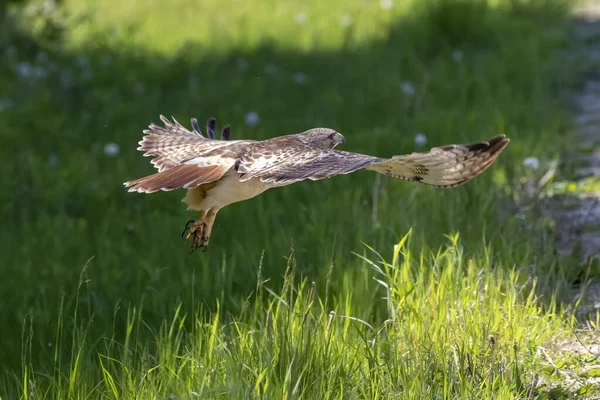 Red Tailed Hawk Flight — Stock Photo, Image