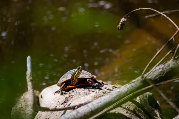 Ζωγραφισμένη Χελώνα Chrysemys Picta Αμερικανικό Γηγενές Ζώο — Φωτογραφία Αρχείου