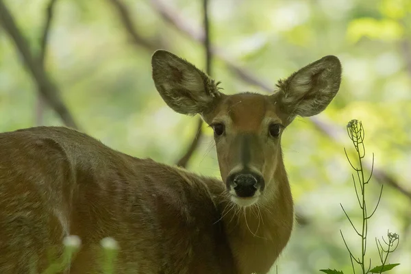 Cerf Virginie Derrière Parc — Photo