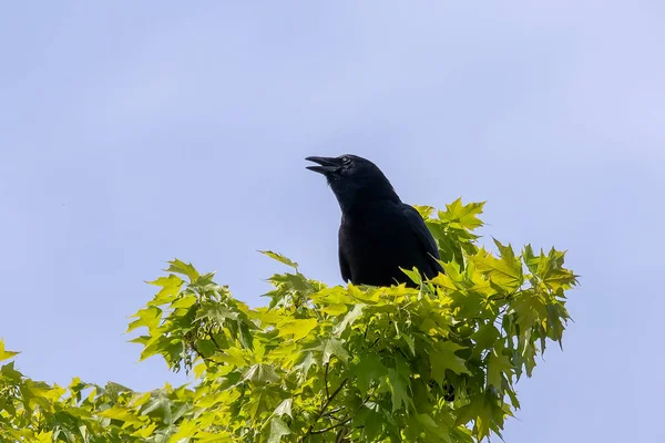 Gagak Amerika Corvus Brachyrhynchos Duduk Atas Pohon — Stok Foto