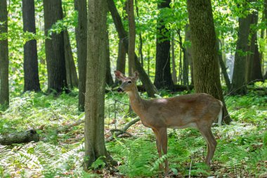 Beyaz kuyruklu geyik, ormanın arka tarafında.