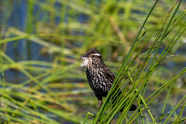 Kırmızı kanatlı karatavuk (Agelaius phoeniceus) dişi, yavruları için böcek toplar.