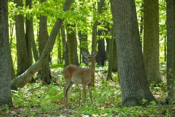 Beyaz kuyruklu geyik, ormanın arka tarafında.