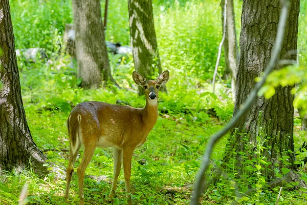Beyaz kuyruklu geyik, ormanın arka tarafında.