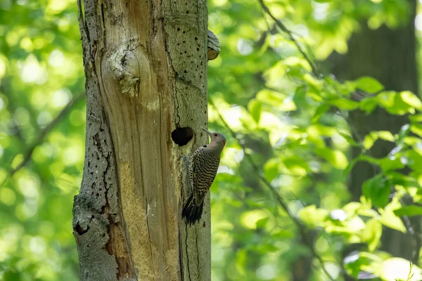 Northern Flicker Nest Cavity — Stock Photo, Image