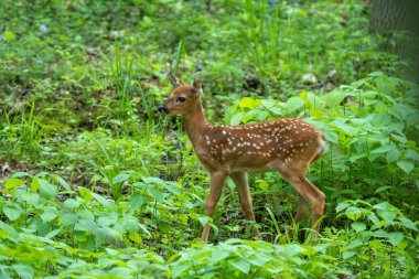 Beyaz kuyruklu geyik, ormanda küçük bir geyik.