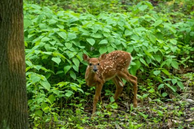 Beyaz kuyruklu geyik, ormanda küçük bir geyik.