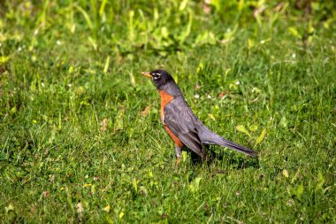 Amerikan bülbülü genç için yiyecek arıyor.