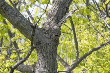 Genç doğu gri sincabı (Sciurus carolinensis) bir ağacın oyuğunda