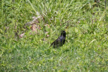 Bir çayır üzerindeki yaygın grackle (Quiscalus quiscula)
