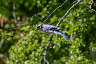 Mavi alakarga yemek ararken