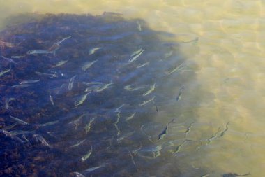 Tatlı su eritiyor, Michigan Gölü 'nde küçük balık türleri göç ediyor.