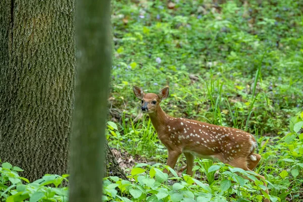 Beyaz kuyruklu geyik, ormanda küçük bir geyik.