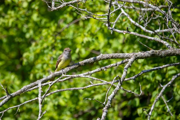 Stor Crested Flycatcher Skogen Wisconsin — Stockfoto