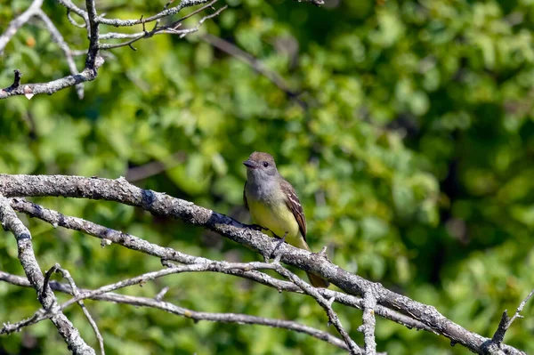 Great Crested Flycatcher Woodland Wisconsin — Stock Photo, Image