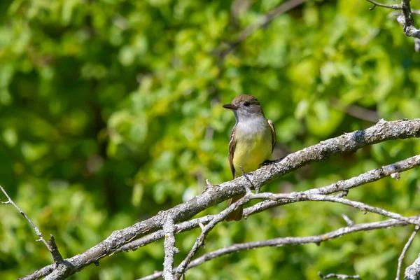 Great Crested Flycatcher Woodland Wisconsin — Stock Photo, Image