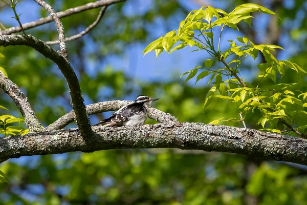 ダウニウッド ペッカー Dryobates Pubescens 北米で最も小さなキツツキ — ストック写真