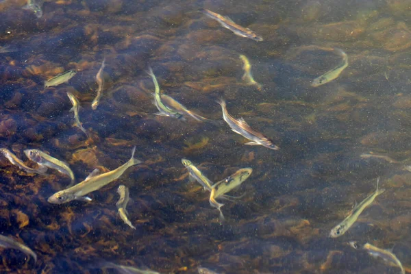 在密歇根湖沿岸的淡水熔炼 小型鱼类的洄游 — 图库照片