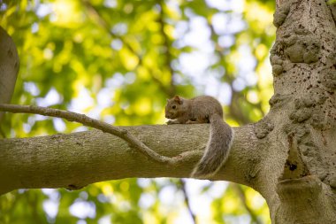 Genç doğu gri sincabı (Sciurus carolinensis) parkta