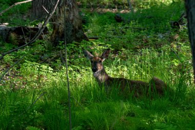 Beyaz kuyruklu geyik, ormanın arka tarafında.