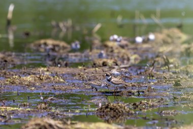 Çulluk ve yağmurluk sürüsü