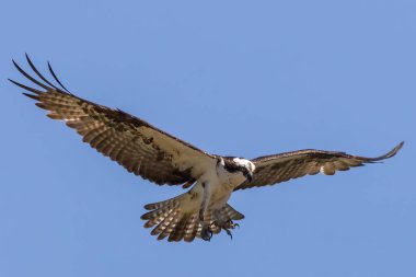 The  western osprey (Pandion haliaetus) during nesting clipart