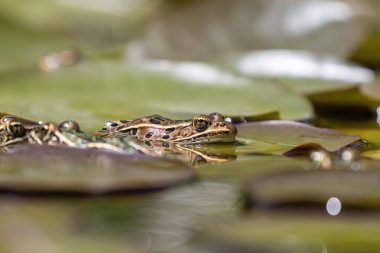 Kuzey leopar kurbağası Kuzey Amerika 'nın yerli hayvanıdır. Minnesota ve Vermont eyaletlerinin amfibidir..