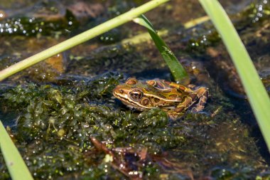 Kuzey leopar kurbağası Kuzey Amerika 'nın yerli hayvanıdır. Minnesota ve Vermont eyaletlerinin amfibidir..