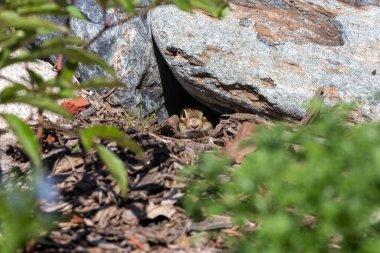 13 çizgili yer sincabı (Ictidomy 's tridecemlineatus)