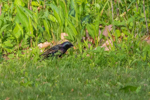 Estorninho Europeu Sturnus Vulgaris Prado — Fotografia de Stock